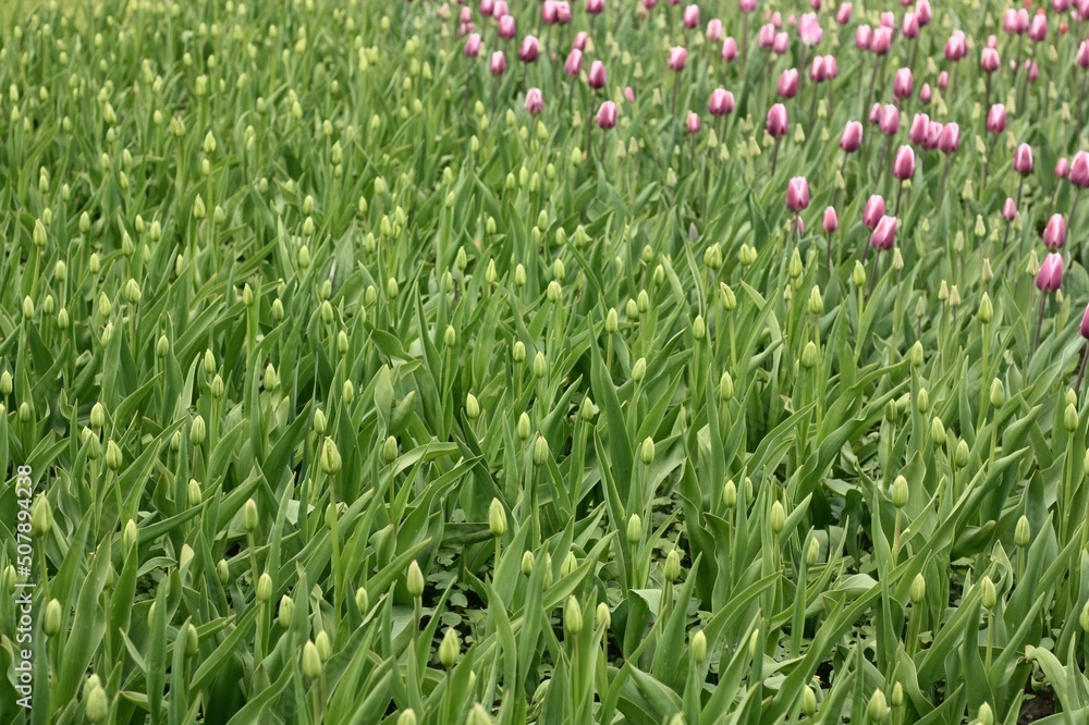 pink and green tulips pink and green tulips