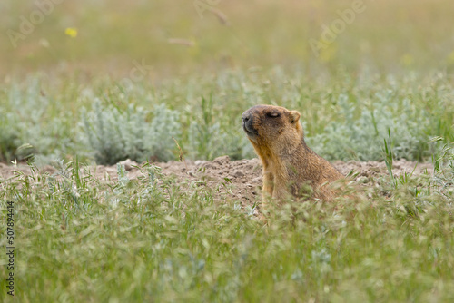 steppe marmot baibak with closed eyes