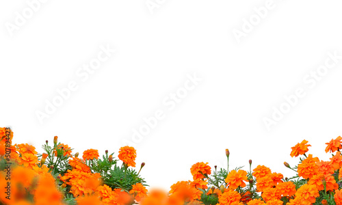 Orange marigold flowers isolated on transparent background, flower isolated Photo summer spring flowers, png photo