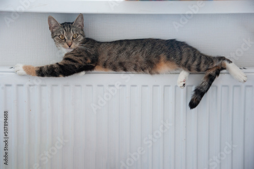 multi-colored cat lies on battery radiator. copy space