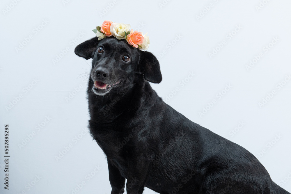 cachorro preto com coroa de flores cachorro preto com coroa de flores