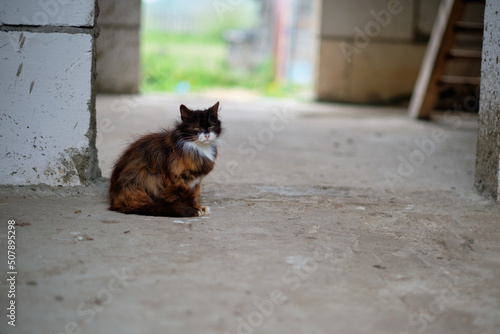 Fototapeta Naklejka Na Ścianę i Meble -  A sleeping cat on the floor of an unfinished building.