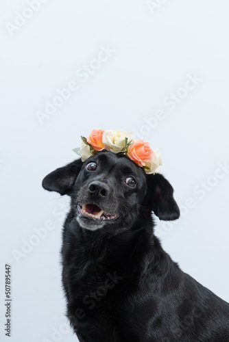 Fototapeta Naklejka Na Ścianę i Meble -  cachorro preto com coroa de flores