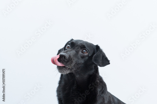 retrato de cachorro preto com língua de fora © Leandro