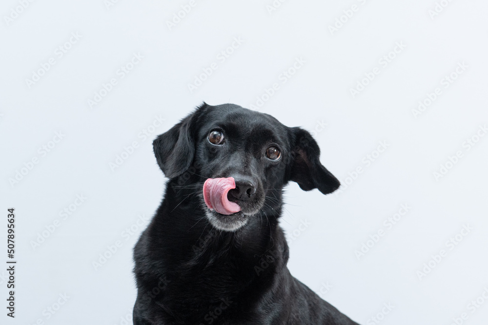 retrato de cachorro preto com língua de fora