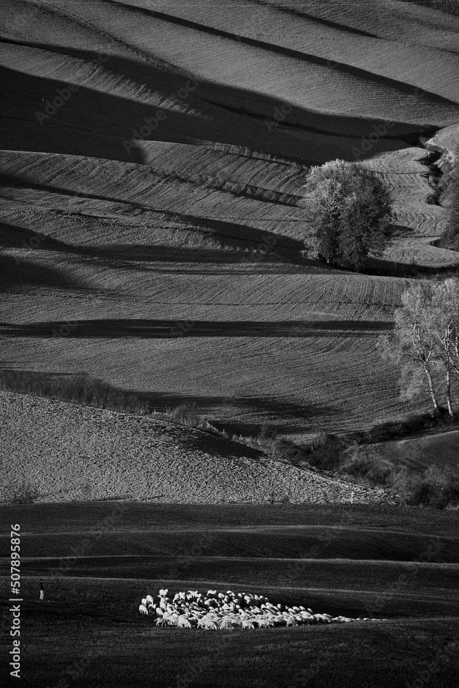 Fototapeta premium Italia in bianco e nero. Crete Senesi, paesaggio