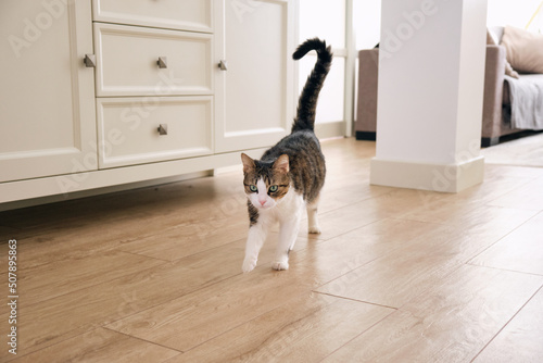 the cat runs with its tail raised in the room photo