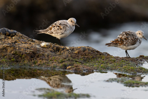 Sandpiper on a beach at sunset