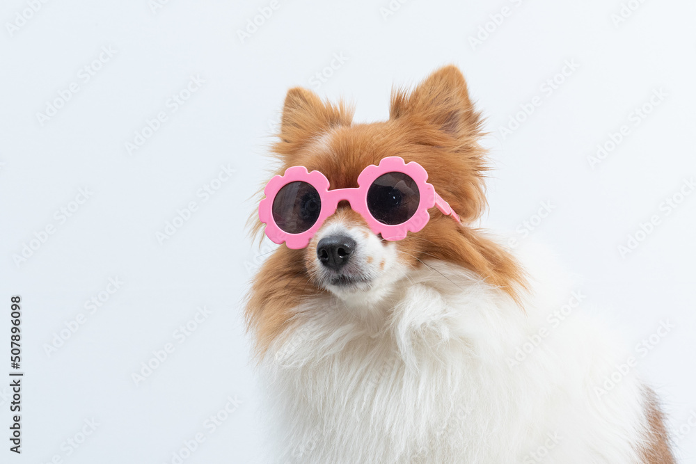 retrato de spitz com óculos rosa em fundo branco