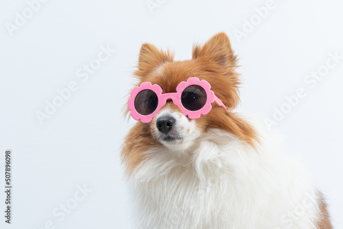 retrato de spitz com óculos rosa em fundo branco © Leandro