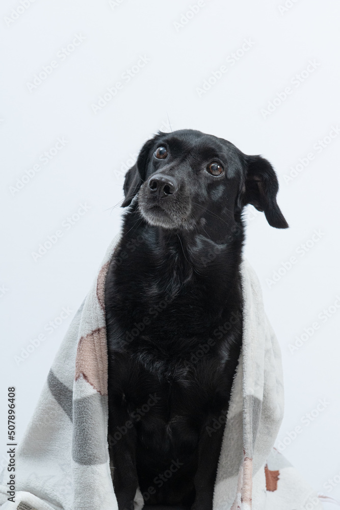 cachorro preto com coberta por cima em fundo branco inverno