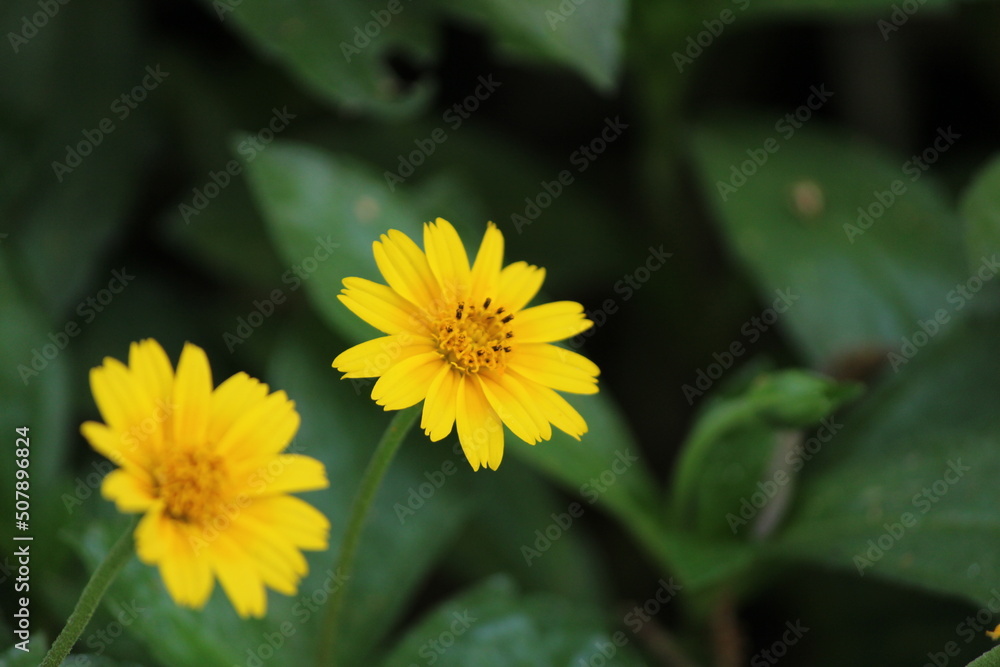 Yellow flower and bee. Flower Guizotia abyssinica close view. Yellow flower and bee. Flower Guizotia abyssinica close view.