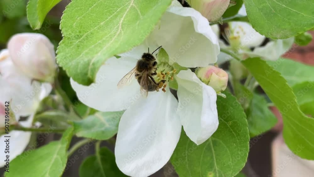 bee collects pollen in apple tree flowers in spring. High quality FullHD footage bee collects pollen in apple tree flowers in spring. High quality FullHD footage