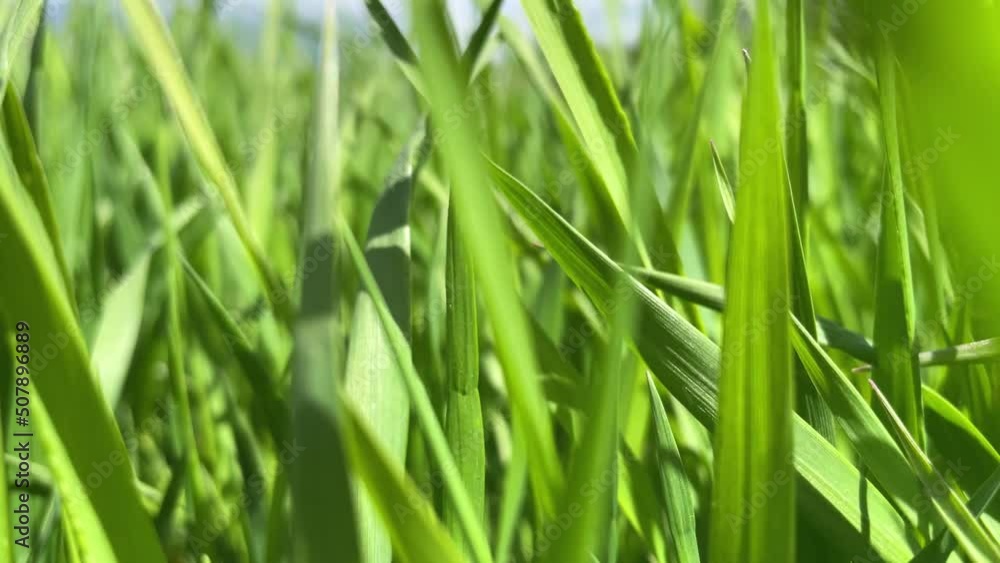 fresh spring green grass sways from a light breeze. High quality FullHD footage fresh spring green grass sways from a light breeze. High quality FullHD footage