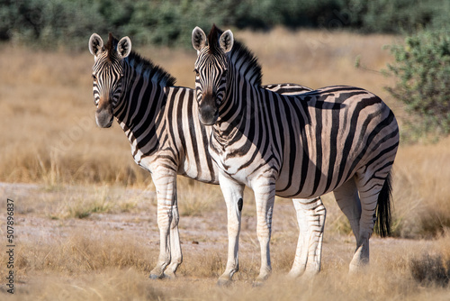 Plains zebra  Equus quagga  or Burchell s zebra  Equus quagga burchelli  at Etosha national park  Namibia.