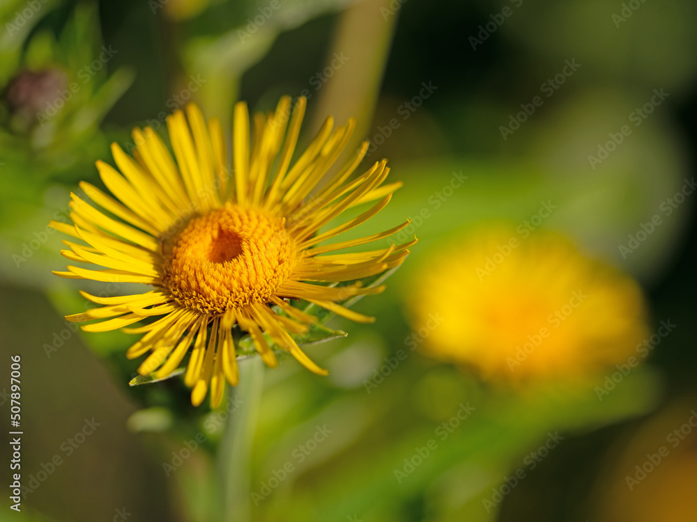 Blühender Alant, Inula helenium, Nahaufnahme Blühender Alant, Inula helenium, Nahaufnahme