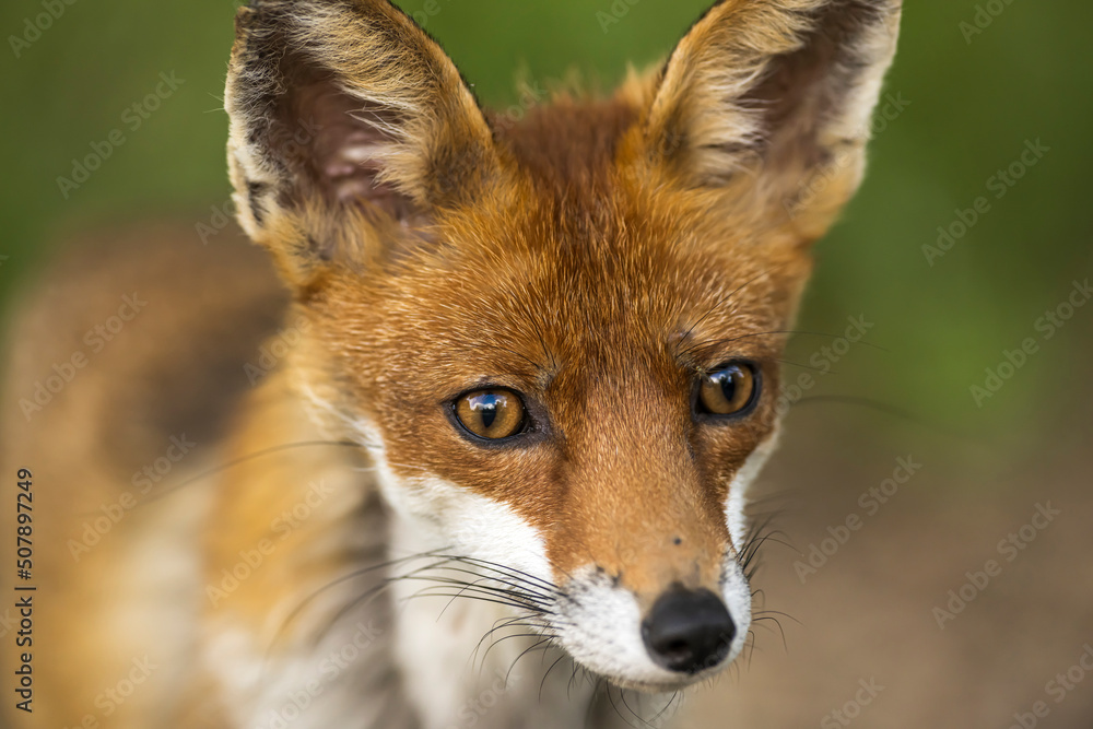 Portrait eines hübschen weiblichen Fuchs Portrait eines hübschen weiblichen Fuchs
