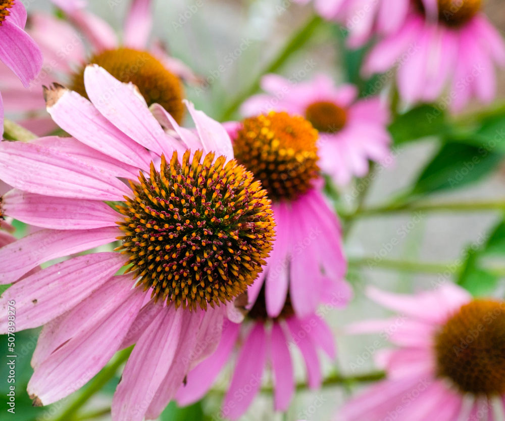 Selectively Focused Macro of Purple Coneflower Selectively Focused Macro of Purple Coneflower