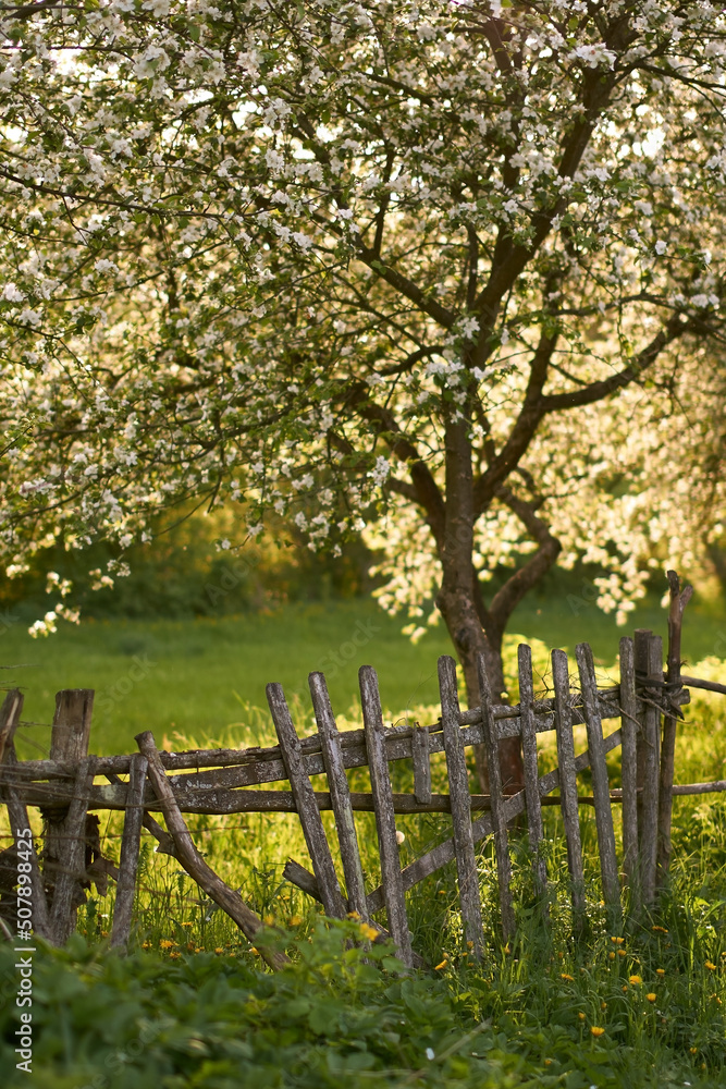 Blooming orchard with an old wooden fence in spring at sunset