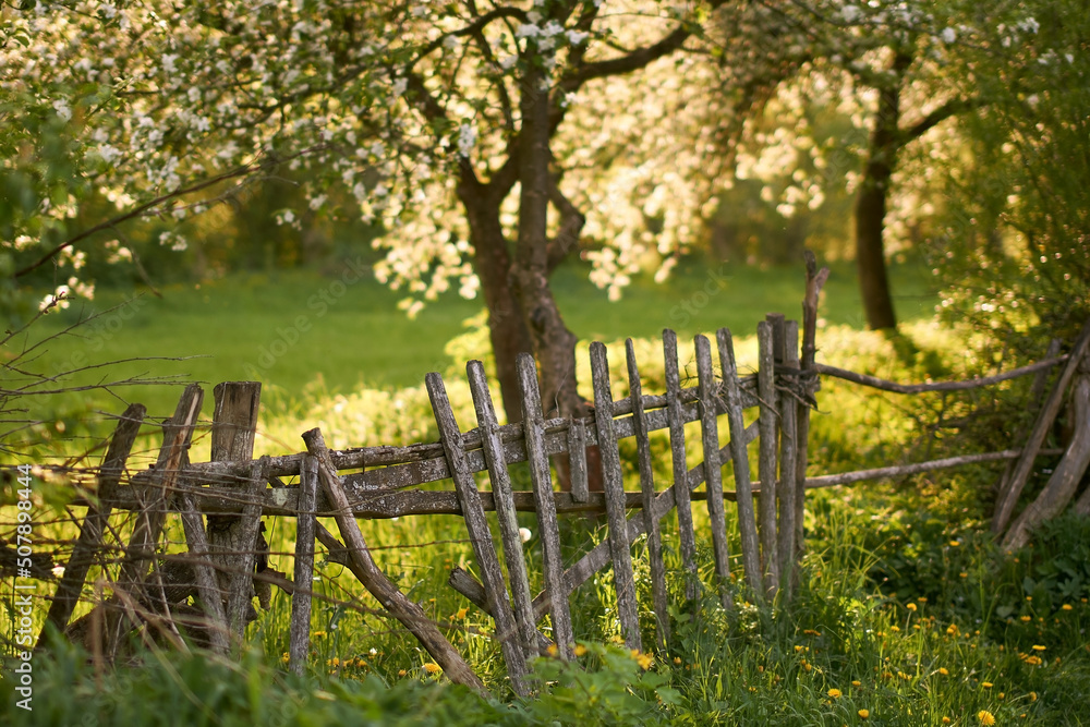 Blooming orchard with an old wooden fence in spring at sunset