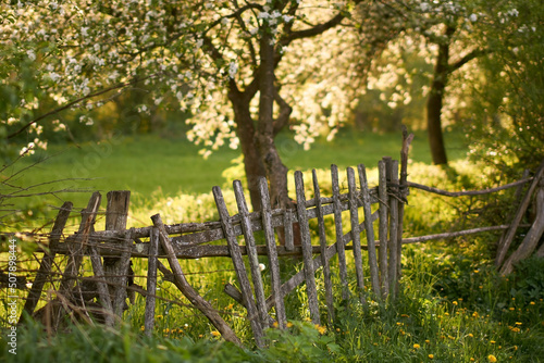 Obraz na płótnie Blooming orchard with an old wooden fence in spring at sunset w salonie