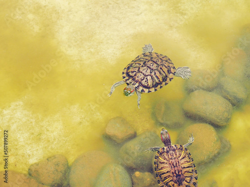 Two redeared turtles swim in a muddy, shallow green pond with rocks at the bottom. photo