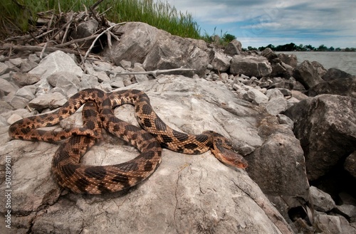 Eastern Fox snake basking on rocks on shoreline wide angle portrait 