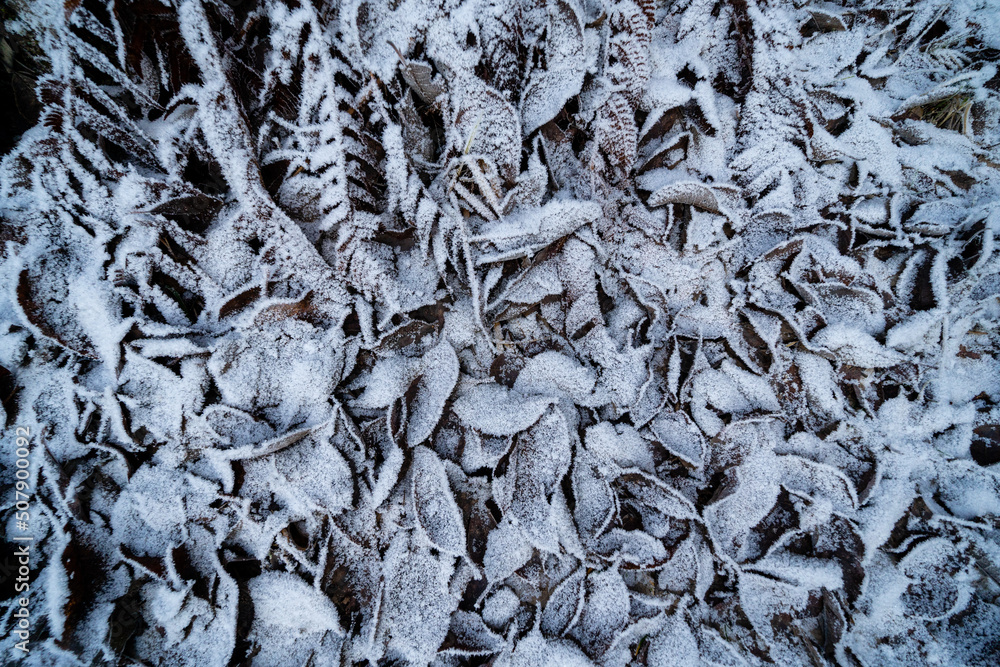 the brown leaves of the trees have fallen to the ground and frozen white forming an interesting pattern