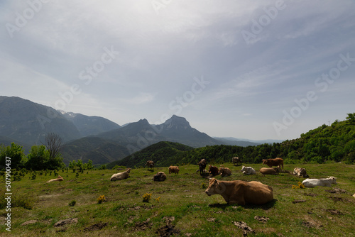 Cows in the pastures of the mountains of Ordesa National Park