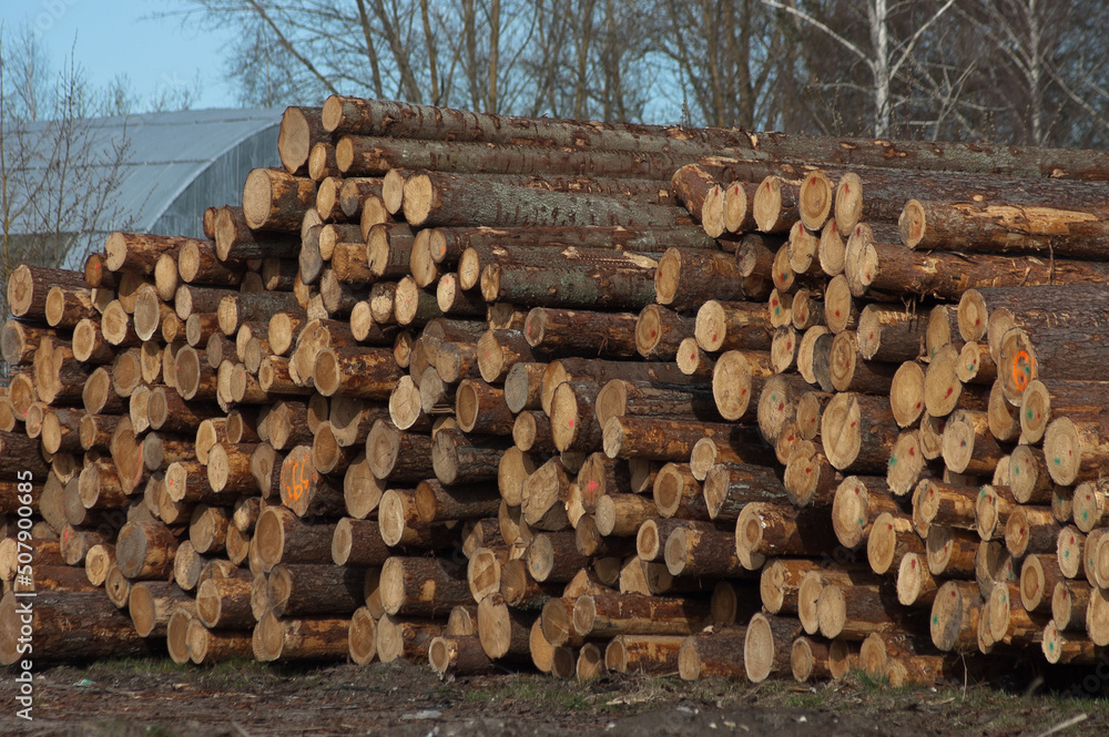 round forest, in the photo tree trunks prepared for further processing, blue sky and clouds in the background