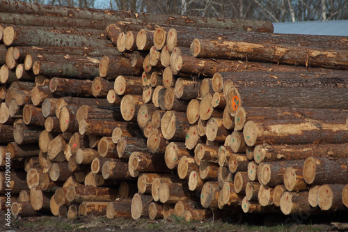 logging,in the photo, wooden logs in close-up