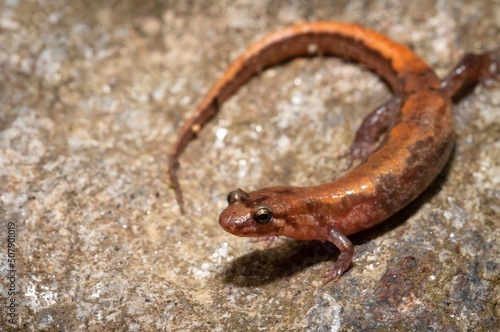 Bright orange Carolina Mountain Dusky salamander macro portrait  © Mike Wilhelm