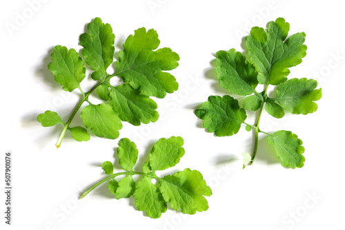 Young celandine leaves isolated on white background. Medicinal herbs, alternative medicine