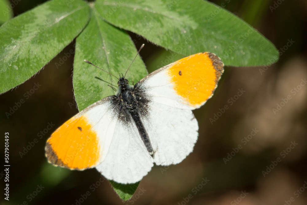 Fototapeta premium männlicher Aurorafalter auf einem Kleeblatt
