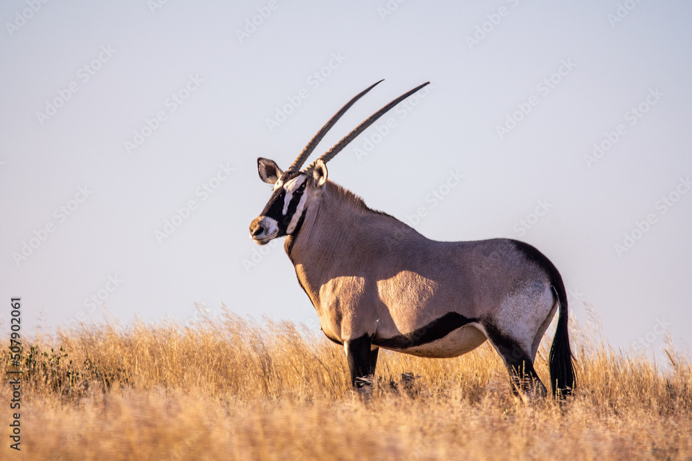 Fototapeta premium Gemsbock or gemsbuck (Oryx gazella) in Namibia