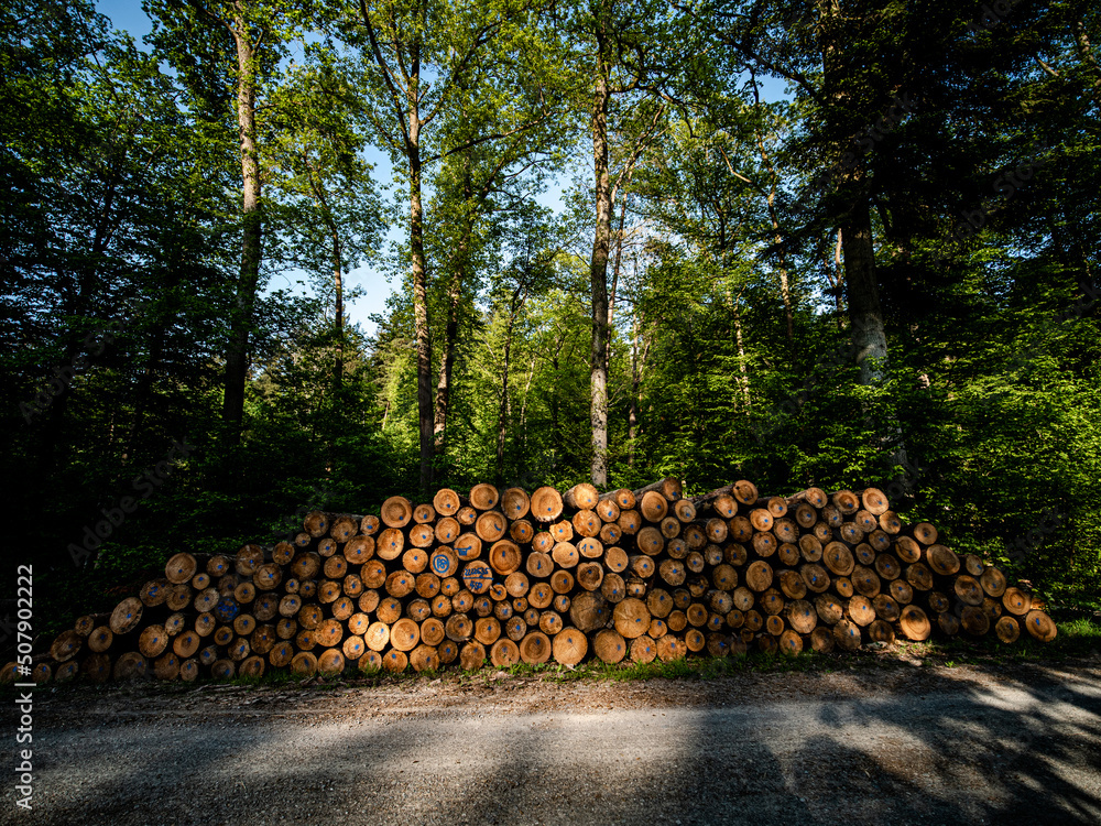 Markierte Baumstämme im Wald