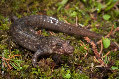 Large adult Blackbelly salamander macro portrait 