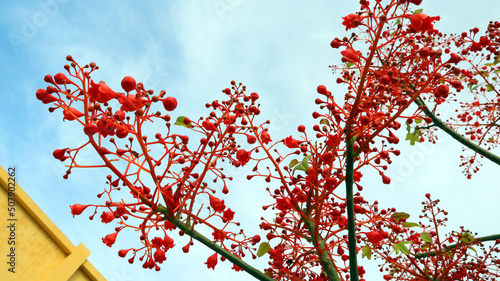 Very bright red, scarlet flowers Brachychiton Acerifolius, amazing flowering tree, against a blue sky, unusual bloom, very bright red, spain, denia, summer  photo