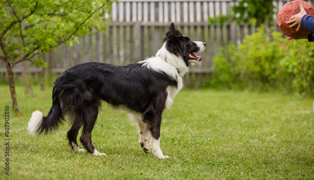 border collie dog looking at a ball