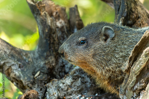 Closeup of groundhog