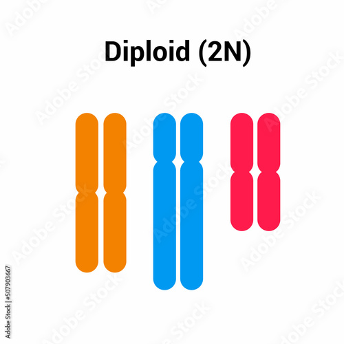 diploid (2n) types of polyploidy