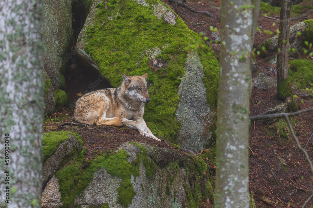 Fototapeta premium Wolf - Canis lupus in the deep forest on the rock.