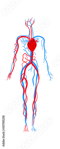 Human circulatory system anatomy. Vector illustration