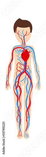 Boy circulatory system anatomy. Vector illustration