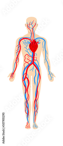 Man circulatory system anatomy. Vector illustration