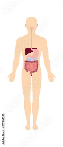 Man digestive system anatomy. Vector illustration