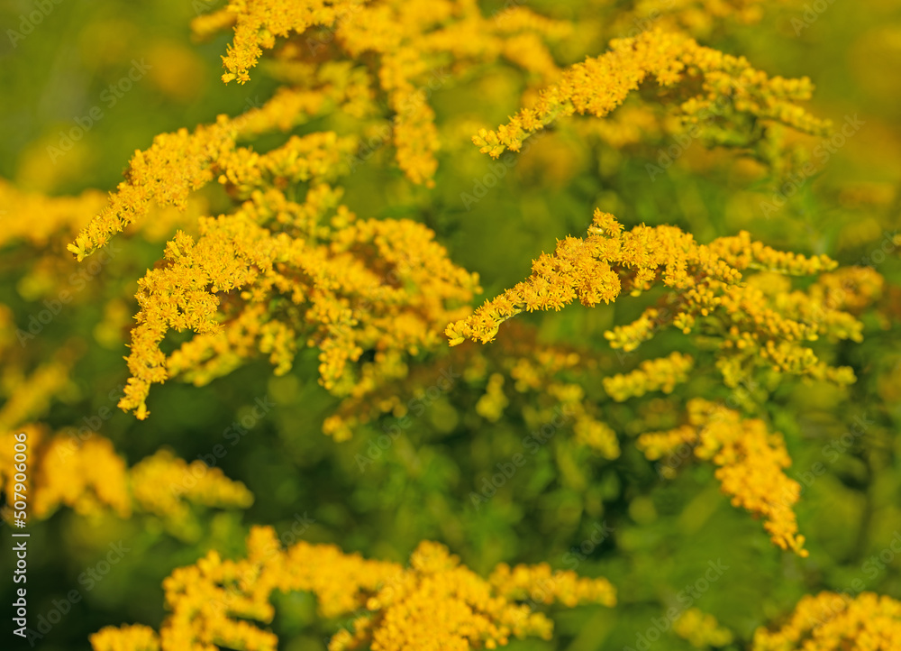 Flowering Goldenrod, Solidago, in a close-up Flowering Goldenrod, Solidago, in a close-up