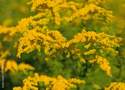Flowering Goldenrod, Solidago, in a close-up