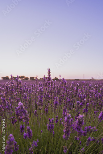 lavender field background with no people and copy space. aromatherapy nature summer landscape