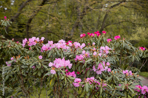 A large bush blooming Rhododendron in the botanical garden. Many pink flowers Rhododendron, beautiful floral background.